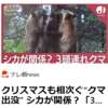 【クマイシス？！＝頻発するクマ被害……12／21－25　クリスマスも相次ぐ「クマ出没」シカが関係？】＃498