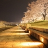 【新潟県スポーツ公園】カメラ片手に夜桜を楽しむ