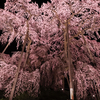 福島へ桜旅④　〜夜に浮かぶ滝桜〜