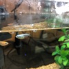 ダルマメダカとメダカの稚魚は室内水槽へ