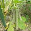 夏の豆、いろいろ栽培中