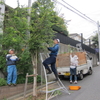 街路樹の剪定を行いました