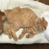 猫屋敷の中で