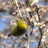 鳥撮日記　ウメジローなんだろうか💦