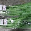 サラダカブが出荷できるようになりました。