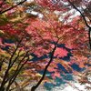 ちょっとそこまで　今年も東公園　紅葉まつりへ　2024.12.02