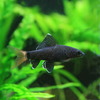 (熱帯魚 生体)レッドテールブラックシャーク(約3-4cm)(3匹)【水槽/熱帯魚/観賞魚/飼育】【生体】【通販/販売】【アクアリウム/あくありうむ】