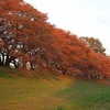 背割堤の紅葉、見ごろや現在の状況。