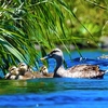 【子供ムクドリあおり運転】カルガモ家族いっぱい。赤腹カルガモ何者？カワセミ幼鳥、スッポン幼獣など　0610今日撮り野鳥動画まとめ