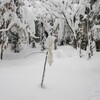 積雪５０cm