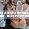 【全5種類】耳たれうさぎの種類を徹底比較｜性格・値段・飼いやすさまで完全ガイド