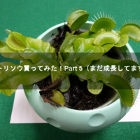 ハエトリソウ買ってみた Part 10 花芽を切った後編 8090rock
