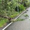 八丈島台風直撃　レモンは？