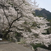 桜プチツーリング　柴内桜堂と蜂須神社