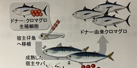 サバがマグロを生む