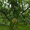ラブ＆ピーチ　福島の桃🍑　はつひめ出荷直前の撮影！？