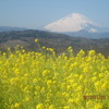 吾妻山の菜の花