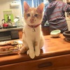 猫がいっぱい～きなこご紹介