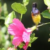 キバラタイヨウチョウ(Olive-backed Sunbird)