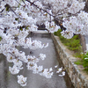 木屋町・高瀬川の桜🌸　 -京都桜散歩2018-