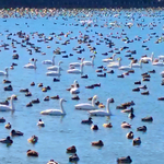 《千葉東庄町》白鳥のピーク 夏目の堰