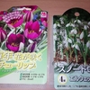 原種のチューリップとスノードロップの球根植え
