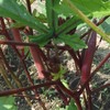 オクラ、花オクラの成長と収獲
