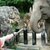 到津の森公園 象の暴走