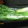 硬質白菜