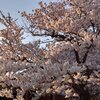おっさんも明日からテレワークか　桜満開の下では日本全国緊急事態宣言へ　