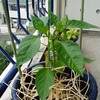 雨の日　トマト　植木鉢考　(2012.05.25)
