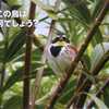 ウグイス鳴く&この鳥何？&カマキリ食すカメ