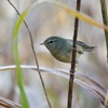 公園の野鳥達（１１月２５日）