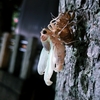 月夜の晩の神社の境内にて⑥