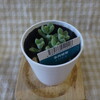 新規多肉植物2鉢お輿入れ