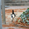 近隣繁華街のねこさん