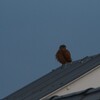 ヒメチョウゲンボウ(Lesser Kestrel)