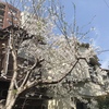 桜10年