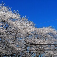 宝達川沿いの桜。2024/4/12