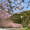 袖ケ浦公園のヤエザクラ