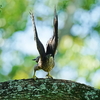 オオタカの幼鳥飛出し。