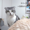 休日の愛猫たち。