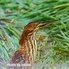 今日の野鳥　リュウキュウヨシゴイ