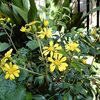 庭先の花