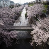 「桜」の撮影　2022年3月31日(機材:　LAOWA 9mm F2.8 ZERO-D、OLYMPUS PEN Lite E-PL6)