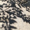 今日は風薫る5月