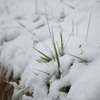 春の雪、ふたたび