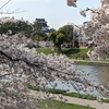 【どうする家康】松潤も参拝した岡崎の菅生神社と乙川沿いの桜