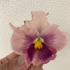 パンジーの花が無残に！犯人はナメクジです！！