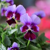 「グリーンプラザ山長（奈良県生駒市） - ゲブラナガトヨさんビオラ　4選（2025年10月29日）」